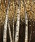 Shimmering Birches 2 Poster Print by Arnie Fisk - Item # VARPDX011FIS1125